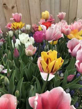 20 Pastel Mixture Tulip Bulbs - Tulipa Triumph